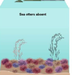 <p>sea otters dont eat sea urchins (ouch!). they eat kelp. if u take away the top predator, sea otters, then u have a ton of sea urchins not being eaten, and since sea urchin are herbivores (ik) they nom nom on kelp aka no more kelp bye bye</p><p> now u have shrivelled barely there kelp</p><p></p>