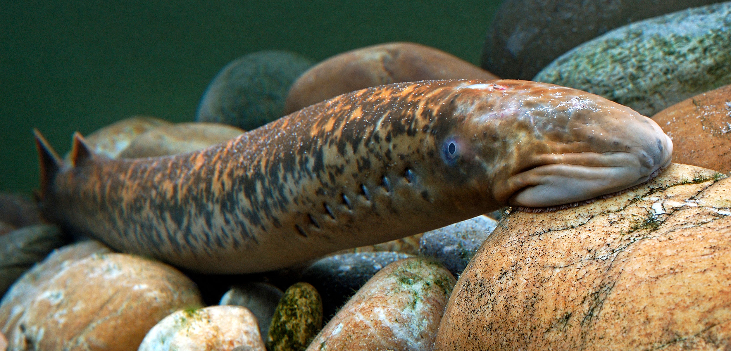 <p>marine, but tolerate many habitats; caused issue in great lakes; parasitic</p>