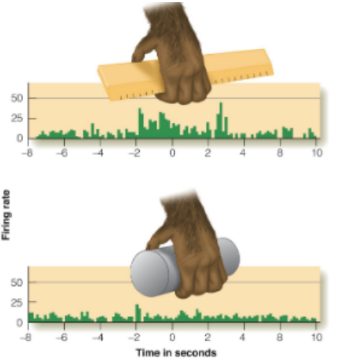 <p><u>for object specificity</u></p><p>explain why this neuron fires when grasping a ruler, but doesn’t fire when grasping a cylinder</p>