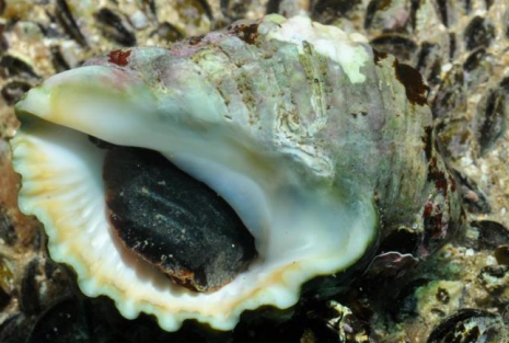 <p>MOLLUSCA Dog whelk </p>
