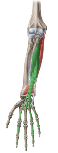 <p>flexor digitorum profundus</p>