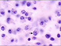 <p>What does this image show?</p>