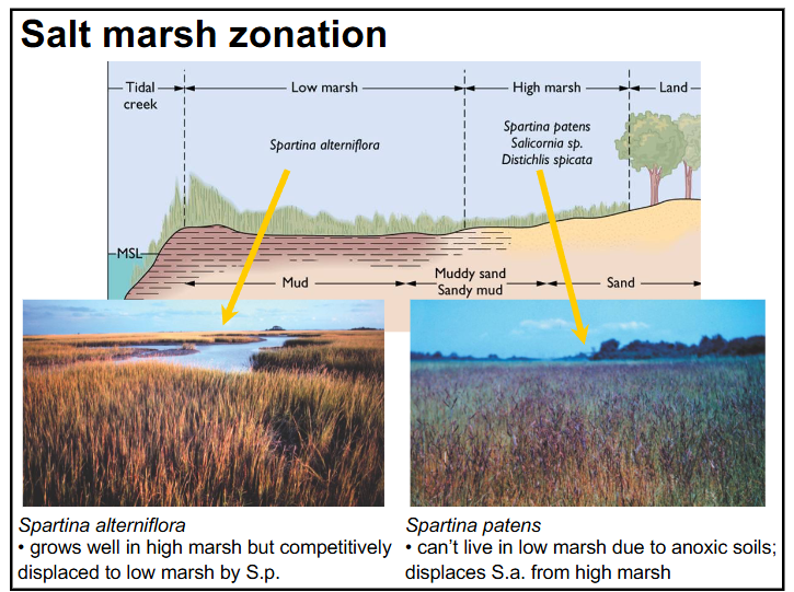 <p>the low marsh area → mud, Spartina alterniflora grows</p><p>the high marsh area → sand, Spartina patens (can’t live in low marsh due to anoxic soils; displaces S. alterniflora from high marsh)</p>