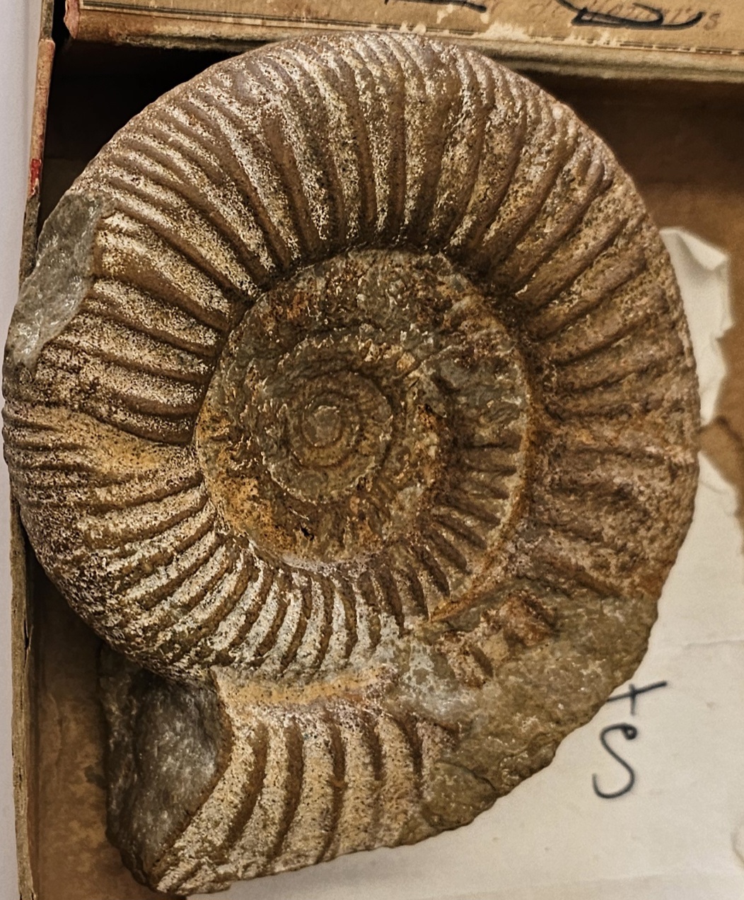 knowt flashcard image