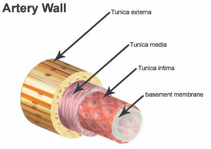 <p>Know Tunica Externa, Media, Intima.</p>
