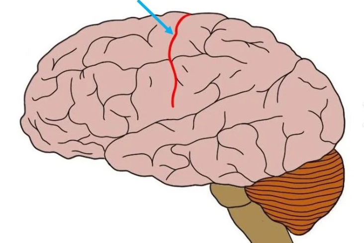 <p>Which sulci is going on the side and separates the frontal and parietal?</p>