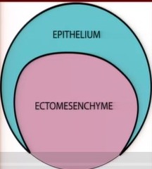 <p>oral epithelium and ectomesenchyme</p>