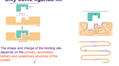 <p>the ability of a protein to bind to a certain ligand or a group of related ligands</p>