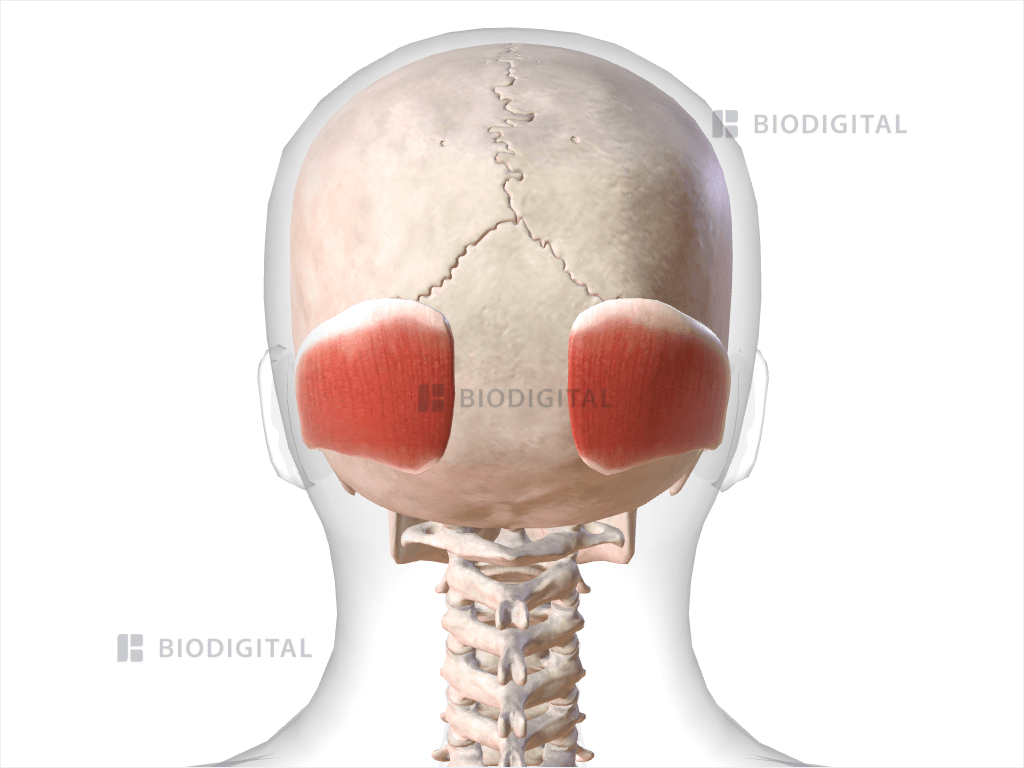 <p>A: Retracts and tenses scalp</p>