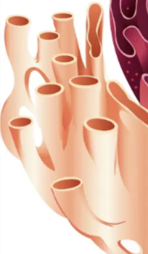 <p>Smooth Endoplasmic Reticulum (SER)</p>