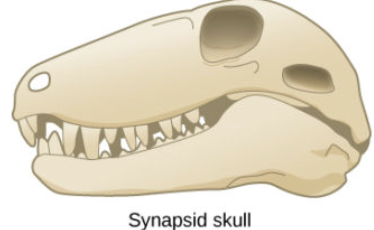 <p>NODE</p><p>a single pair of temporal openings (fenestrae) in the skull behind the eye sockets</p><p>mammals and kin</p><p>Increased oral processing of food</p><p>Elevated levels of metabolism</p><p></p>