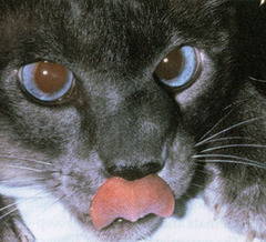 <p>What is this a typical presentation of (nasal swelling in younger cats)?</p>