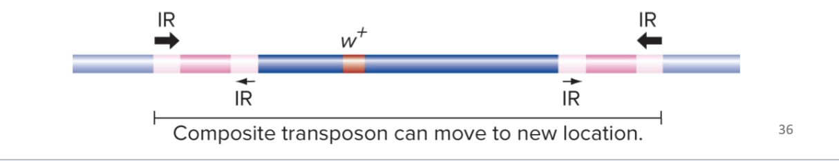 <p>TEs can also trigger spontaneous chromosomal rearrangements by unequal crossing over between TEs</p><p>→ Misalignment of homologous chromosomes or sister chromatids during meiosis/mitosis</p><p></p><p>Transposition can also cause relocation of a gene in the genome</p><p>→ Can occur when two copies of a TE integrate in nearby locations on the same chromosome</p><p>→ Then the transposase recognizes the outermost IR sequences and moves the intervening sequences to a different location</p>