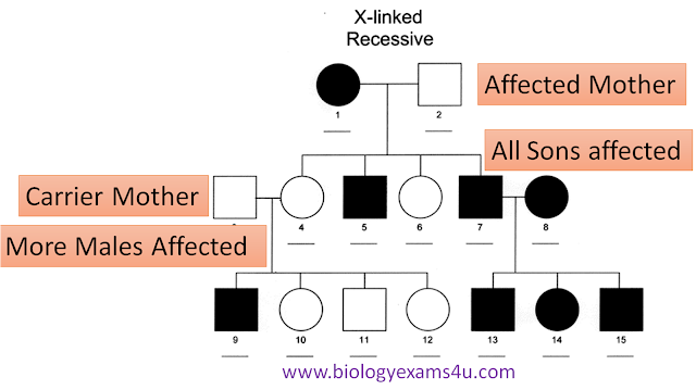 <p>Eam evidence:</p><ul><li><p><mark data-color="#ffffff" style="background-color: rgb(255, 255, 255); color: inherit;">More males than females affected over generations</mark></p></li><li><p><mark data-color="#ffffff" style="background-color: rgb(255, 255, 255); color: inherit;">All daughters of an affected father are carriers</mark></p></li></ul><p></p><ul><li><p>As affected daughters need the recessive allele from both parents, so dad must carry/express it</p></li><li><p>Affected sons often from unaffected carrier mothers, thus the trait can skip generations</p></li><li><p>Trait never passed from father to son ( as males hemizygous for X; sons get Y (not X) from dad, so can't inherit it from him)</p></li></ul><p></p>