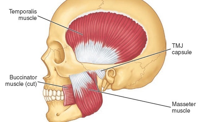 <p>What does the masseter do? </p>