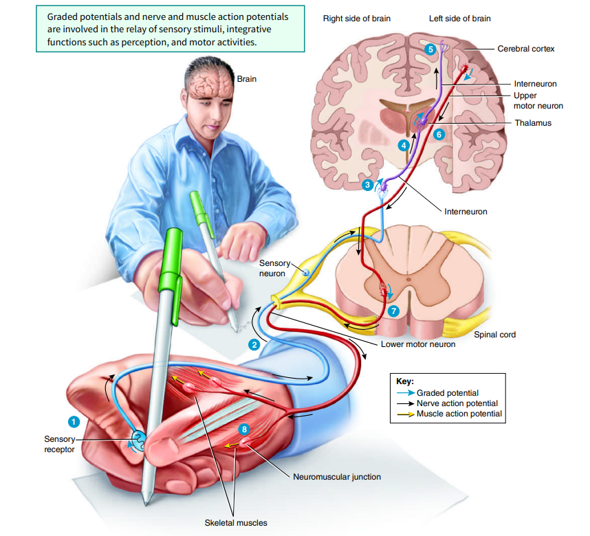 <p>Touching the pen stimulates sensory receptors in the skin of the fingers, causing a graded potential.</p>