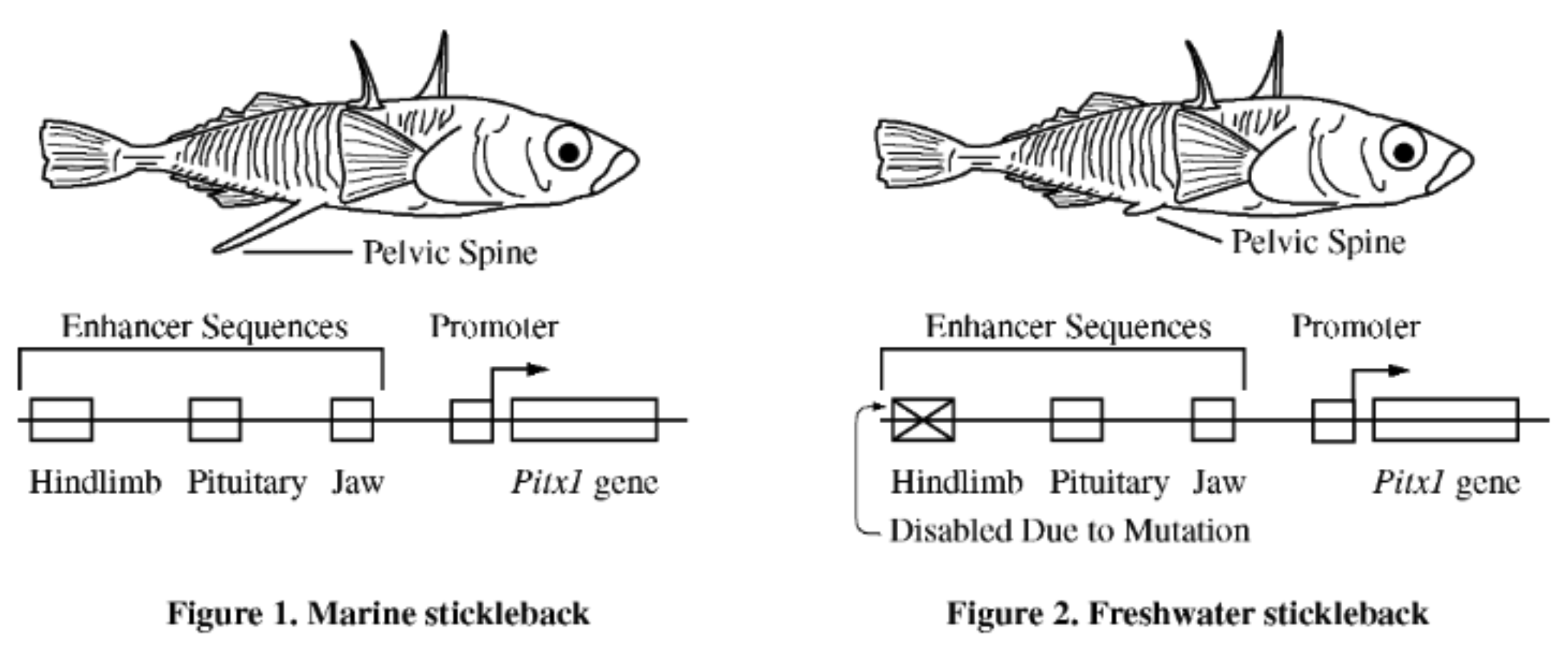 <p><span>The three-spined stickleback (</span><em>Gasterosteus aculeatus</em><span>) is a small fish found in both marine and freshwater environments. Marine stickleback populations consist mostly of individuals with pronounced pelvic spines, as shown in Figure 1. Individuals in freshwater stickleback populations, on the other hand, typically have reduced pelvic spines, as shown in Figure 2.</span></p><p></p><p><span>Which of the following describes a possible selective mechanism to explain why freshwater sticklebacks typically have reduced pelvic spines?</span></p>