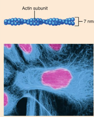 <p>Smallest structure of cytoskeleton, composed of double helix made of actin filaments. Mainly involved in cell movement and can quickly assemble and disassemble.</p><p>1. Cleavage Furrow: during cell division, myosin motors and actin microfilaments form contractile rings that split cell</p><p>2. Cyclosis- flow of cytoplasm inside cell. Driven by forces via actin and myosin movement</p><p>3. Muscle contraction- actin microfilaments have directionality allowing myosin motor proteins to pull on them for muscle contraction</p>