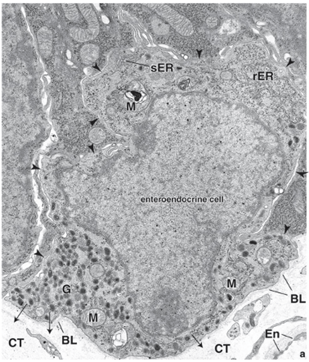 <p>Where are enteroendocrine cells found?</p>