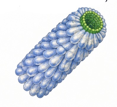 <p>Which virus is this?</p>