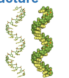 <p>What make the helical shape in RNA</p>