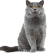 <p>welk type kat is dit</p>