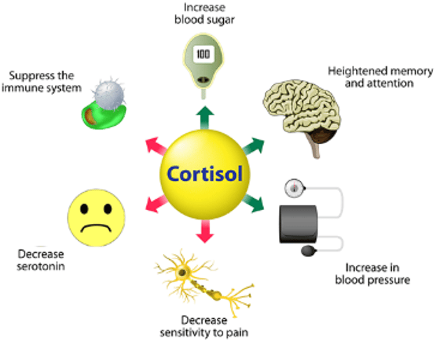 <p>Helps the body cope with long-term stress (illness, injury, hunger, fear, etc) by:</p><p>- Increases use of fats and amino acids for energy</p><p>- Raises blood glucose levels</p><p>- Converts excess glucose to glycogen in the liver</p><p>- Anti-Inflammatory/ Anti-allergic</p><p>- Maintains blood pressure during blood loss</p>