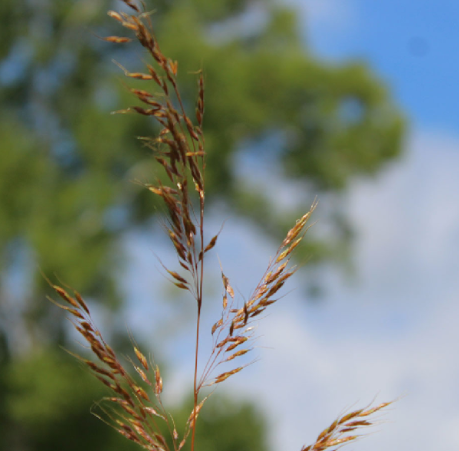 <p>Sorghastrum nutans</p>