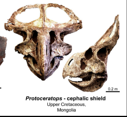 <ul><li><p>upper cretaceous </p></li></ul><p></p>
