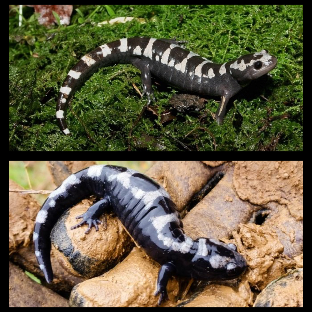<p>Marbled Salamander</p>