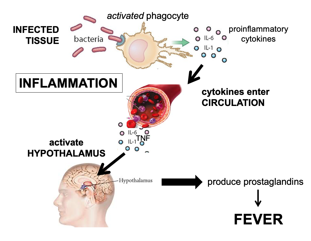 <ul><li><p>recruits circulating immune cells and plasma proteins into infected tissue to encourage immune defences</p></li></ul><ul><li><p>occurs in 3 main steps</p><ol><li><p>activated phagocytes secrete chemokines and pro-inflammatory cytokines</p></li><li><p>vasodilation and increased vascular permeability cause redness, heat, and swelling</p></li><li><p>inflammatory cells migrate into tissue, releasing inflammatory mediators that cause pain</p></li></ol></li></ul><p><span>fever = higher temp to kill off bacteria, helps slow bacteria growth, and speed up body defences</span></p><p></p>