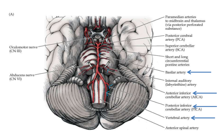 <p>Ventral surface of the brain</p>