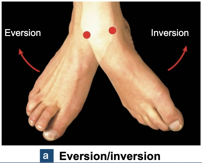 <p>Inversion vs. Eversion (Special Movements)</p>