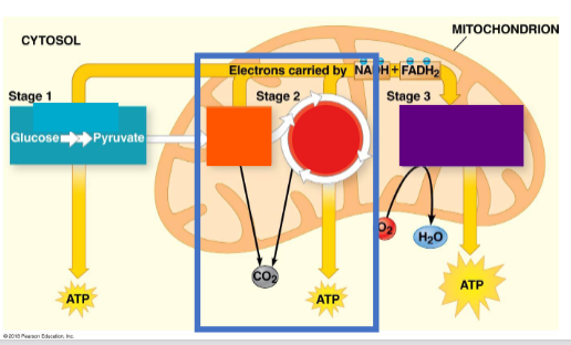 <p>Pyruvate is transported into the mitochondria. Part of this stage uses oxygen so it is <strong>aerobic</strong>. </p><p></p>