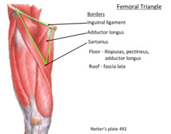 <p>Inguinal Ligament: Superior from anterior superior iliac spine to pubic tubercle</p><p>Sartorius Muscle: Lateral edge</p><p>Adductor Longus: Medial Edge</p>