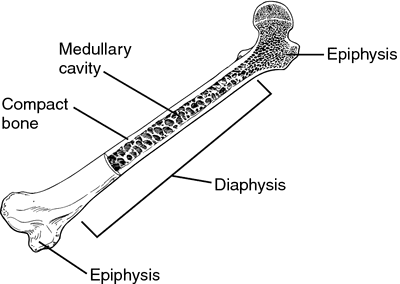 <p><span>shaft of bone</span></p>