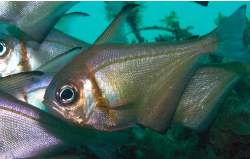 <p>FISHES (Class Actinopterygii) Rough Bullseye</p>