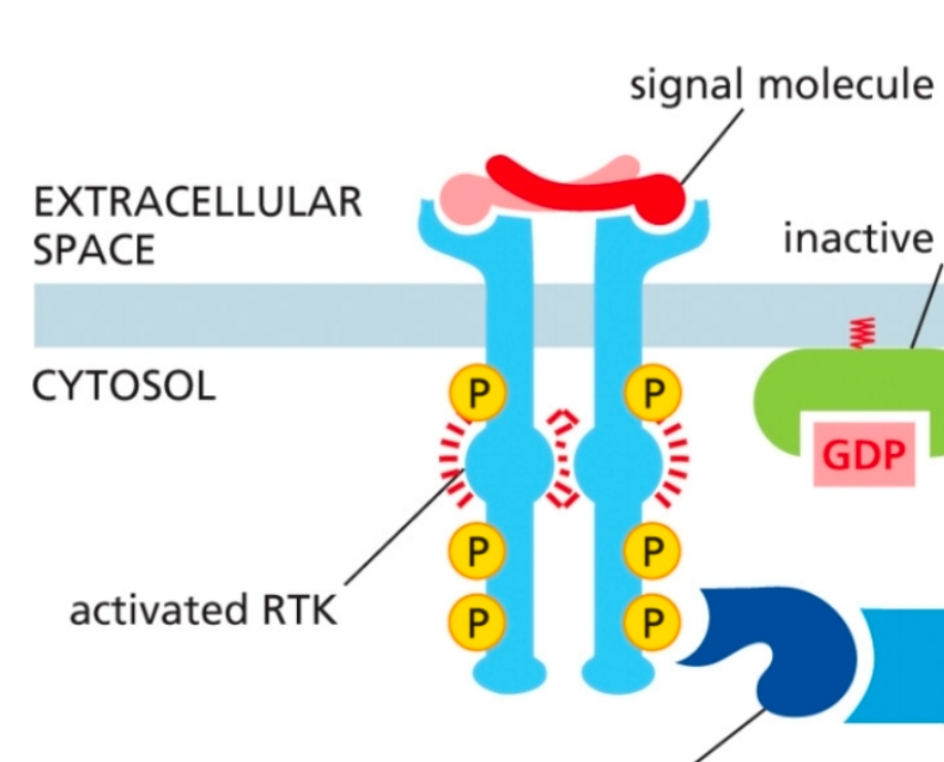 <p>Tyrosine Kinase Receptor (RTK) is activated</p><ul><li><p>EGF binds to EGFR</p></li></ul><p></p>