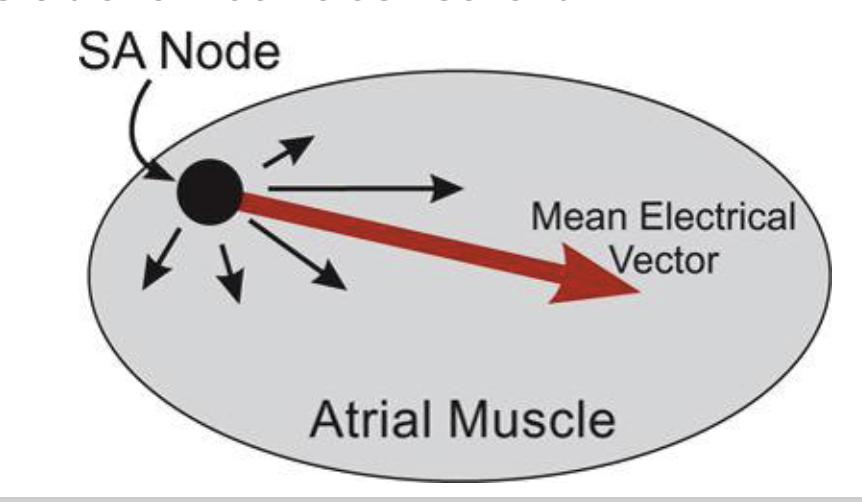 <p>represents the average direction of electrical current flow (the QRS vector) during ventricular depolarization</p><ul><li><p><strong>used diagnostically to identify left and right axis deviations </strong></p></li></ul><ul><li><p><em>āthe summative, average vector of all instantaneous vectors combined during ventricular depolarizationā</em></p></li></ul><p></p>