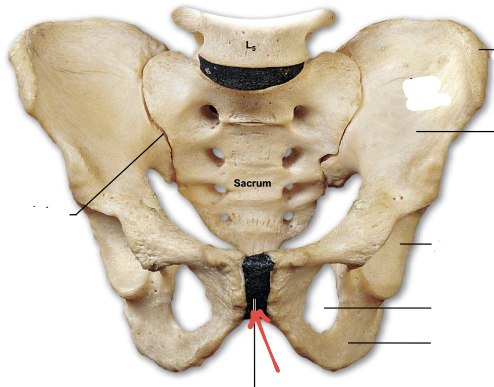 <p>what is this part of the hip?</p>