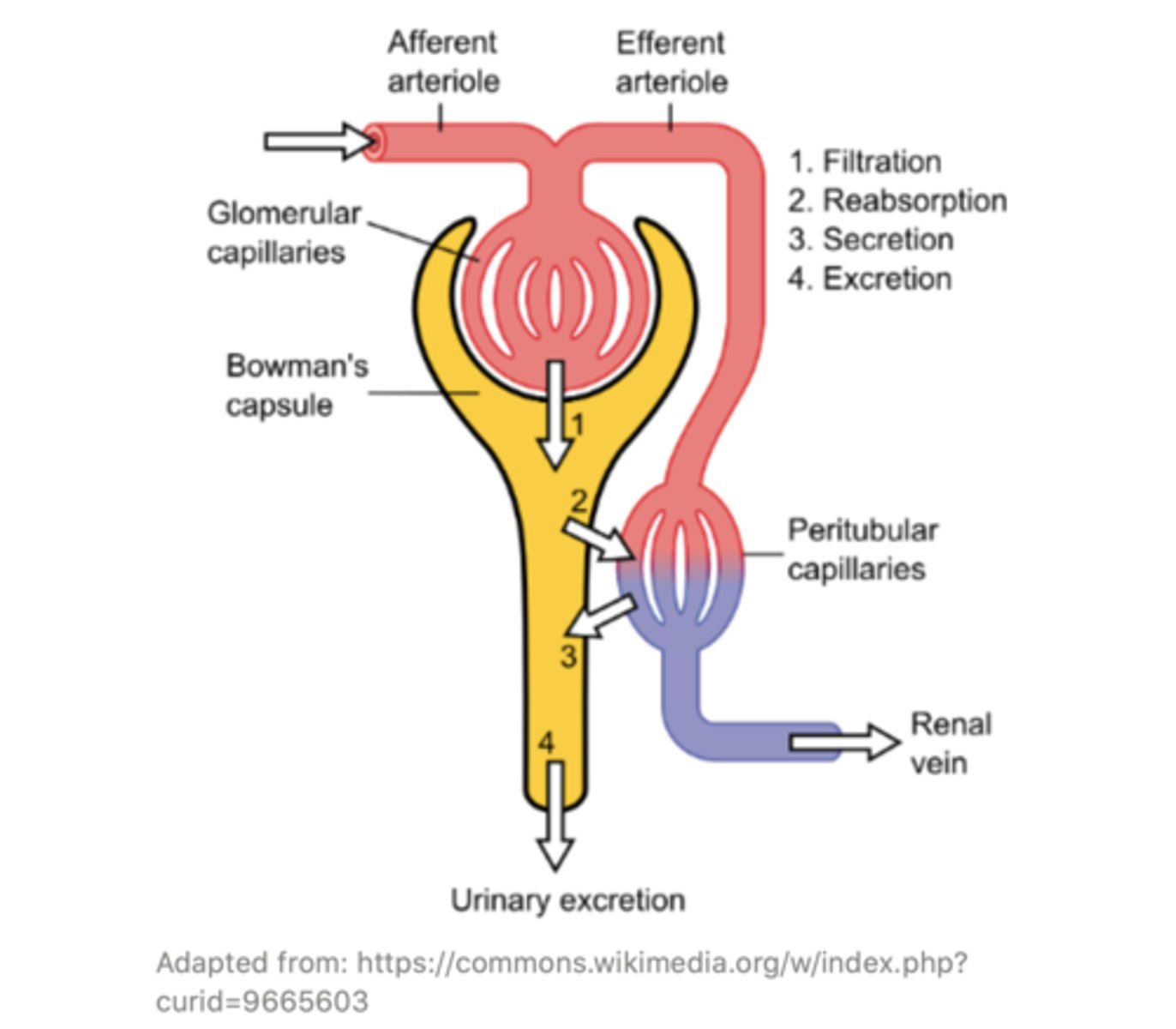 <p>peritubular</p>