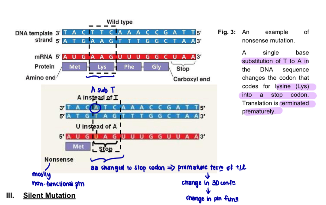 <ul><li><p>nucleotide substitution in a DNA sequence changes a codon for an amino acid into <u>a stop codon</u></p></li></ul><p>= <strong>premature termination</strong> of translation</p><p>= resulting <u>polypeptide</u> will be <strong>truncated</strong> (shorter) than normal polypeptide encoded</p><ul><li><p>amino acid sequence of the polypeptide is shortened</p></li></ul><p>= change in the <u>specific three-dimensional conformation</u> the protein</p><p>= <u>function</u> of the protein is altered</p><ul><li><p>nearly all nonsense mutations result in <u>non-functional proteins</u> (due to truncated polypeptides)</p></li></ul><p></p>