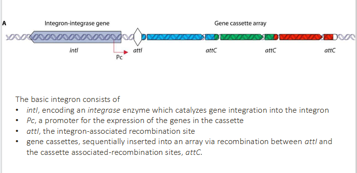 <p>The basic integron consists of</p>