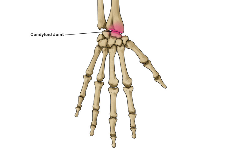 <p>condyloid/ellipse joint</p>