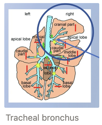 <p><strong>Tracheal bronchus</strong> = Supplies the cranial RIGHT lung lobe</p><ul><li><p>Dependent (ventral) in standing animal</p></li><li><p>Cranial portion of cranial lung lobe (in front of the heart)</p></li><li><p>Caudal portion of the cranial lung lobe (behind heart)</p></li></ul><p></p>