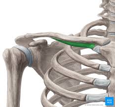 <p>Stabilizes clavicle during movement by depressing it</p>