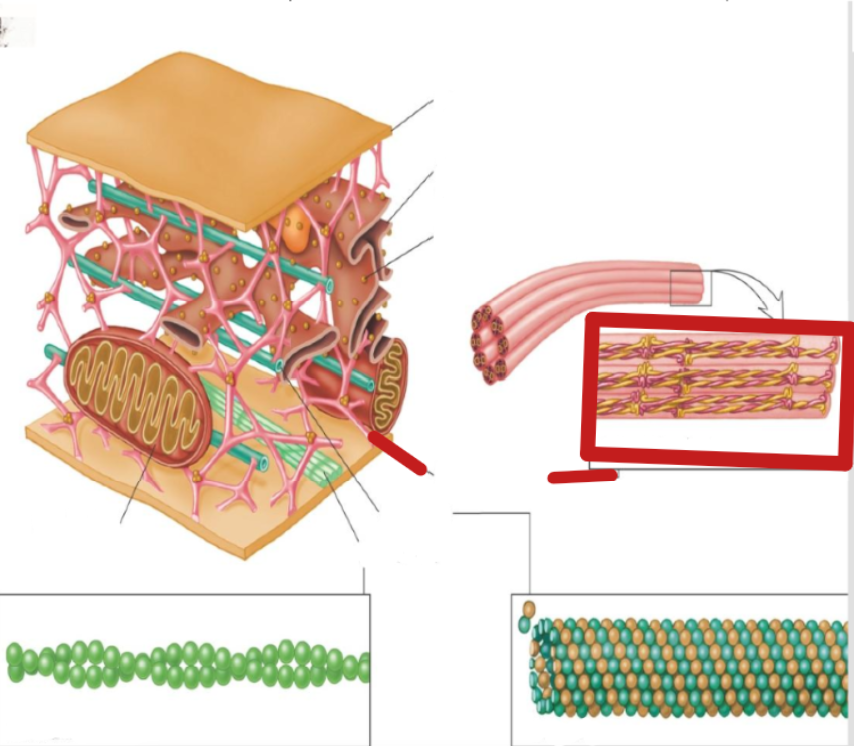 <p>intermediate filaments</p>