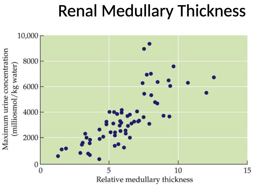 <ul><li><p>Renal medullary thickness can be measured as the thickness of the inner renal medulla relative to the overall thickness of the kidney</p></li><li><p>There is a positive relationship between relative medullary thickness (longer Loops of Henle) and maximum urine concentration</p></li></ul><p></p>