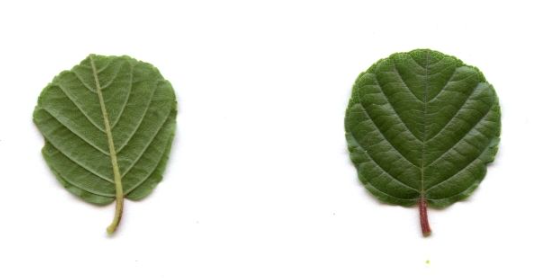 <p>Frangula rupestris - skalna krhlika</p><p>Rhamnaceae - krhlikovke</p>
