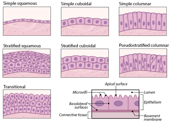 <p>based upon the shape of the cell and number of layers </p><p>simple squamous, simple cuboidal, simple columnar, stratified squamous, stratified cuboidal, pseudostratified columnar, transitional </p>